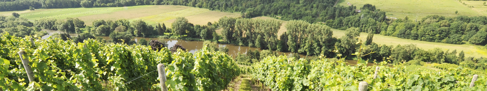 Blick von Weinbergen aus in eine Landschaft mit Fluss © Dienstleistungszentren Ländlicher Raum